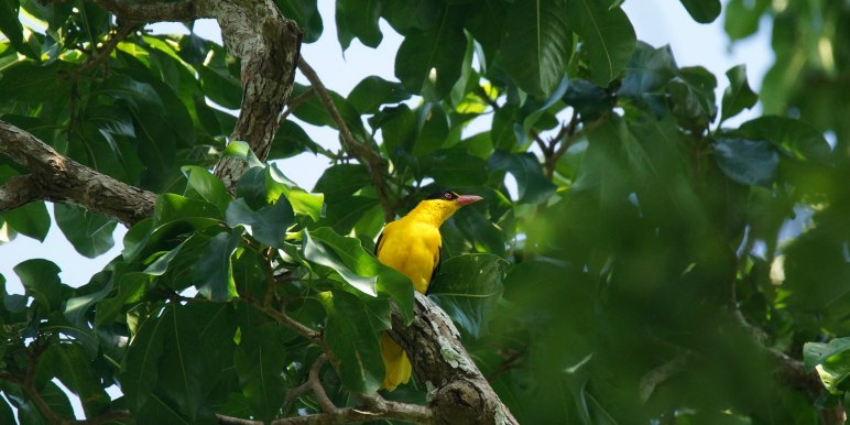 Bright yellow bird in Asia