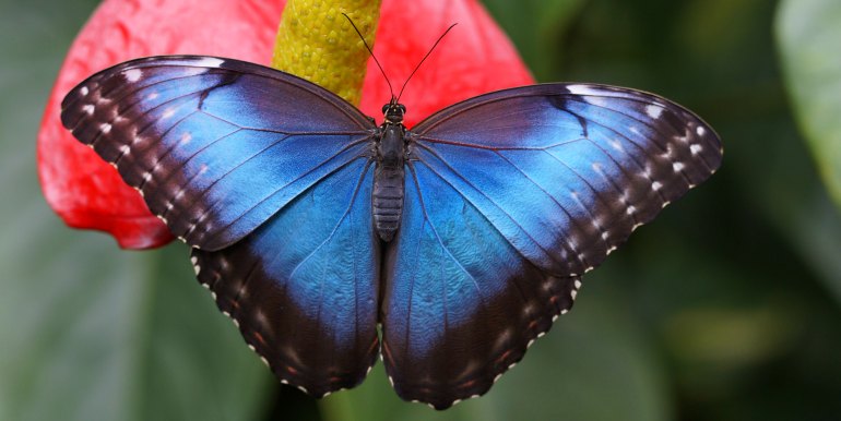Blue butterfly in the Amazon