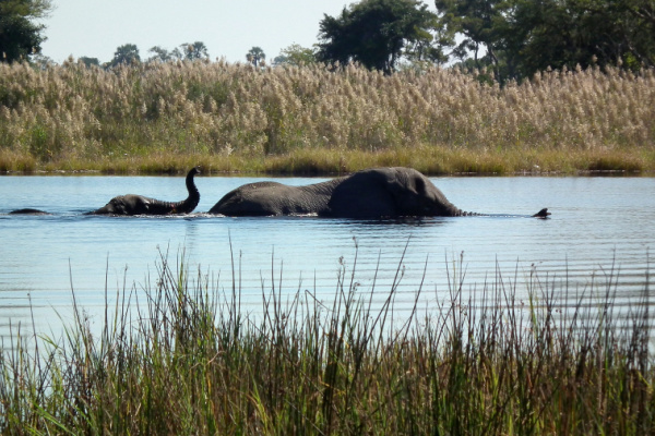 Elephants swimming in Botswana.