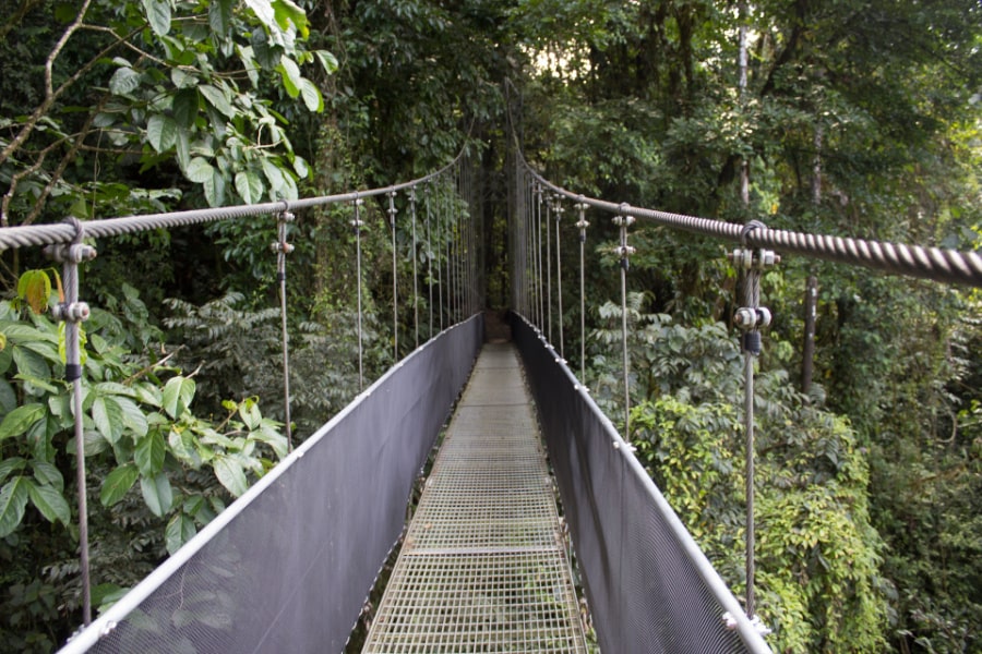 bridge-in-monteverde