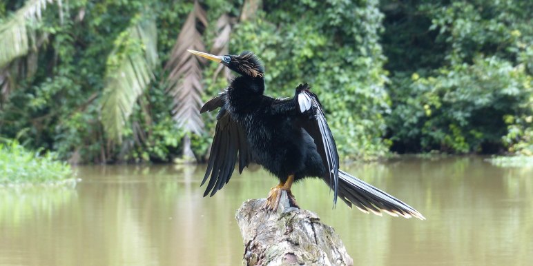 Darter bird striking a pose in the tropics