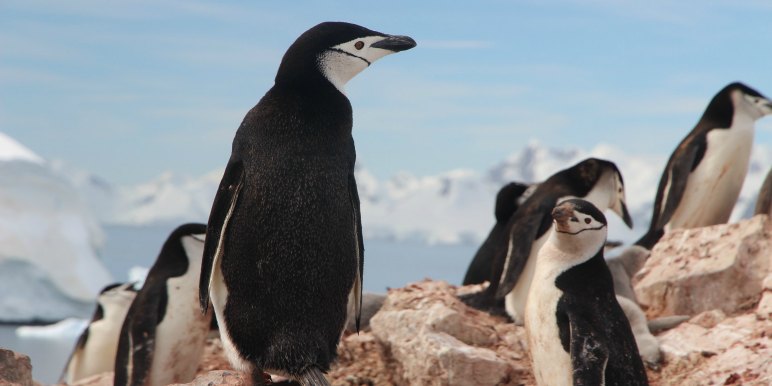 Penguins in arctic