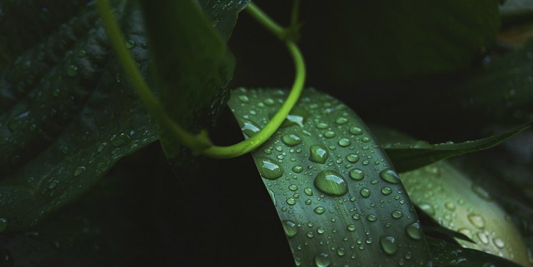 Dew drops on leaves in the Amazon