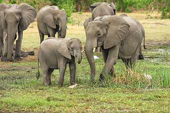 african safari elephants