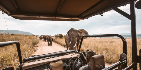 Safaris are a common activity that travelers can experience with Exoticca.