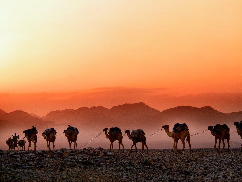 Camels in Ethiopia