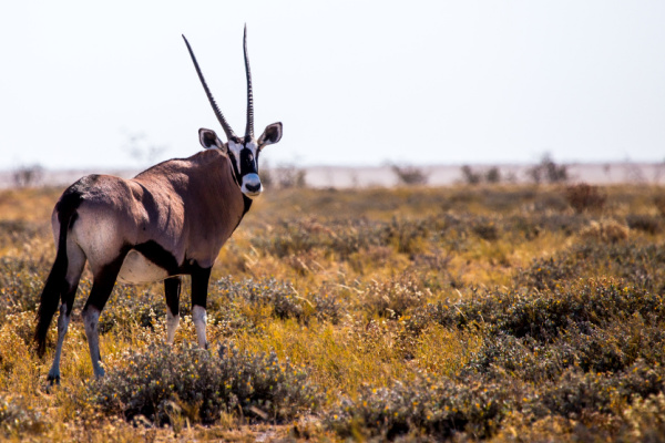 Etosha National Park, Namibia.