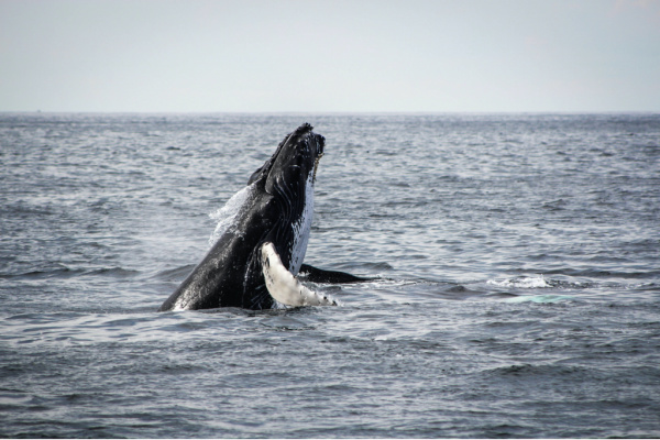Travelers can go whale watching with Explore.