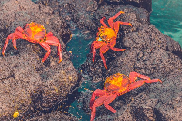 Galapagos Crabs