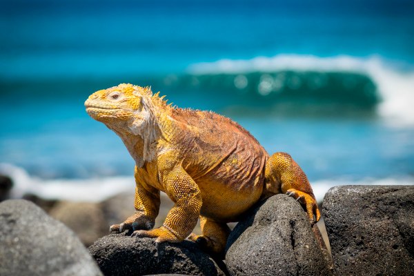 Galapagos Iguana