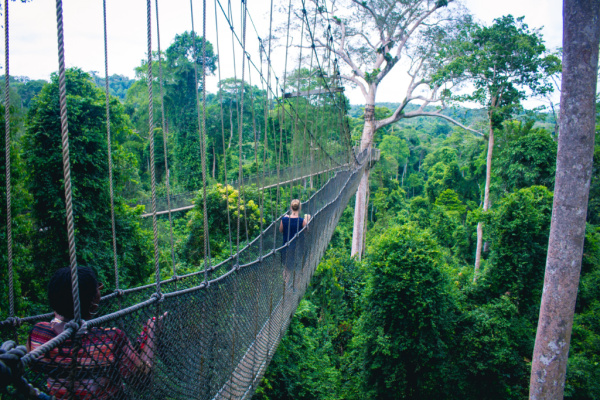 Jungle canopy in Ghana.