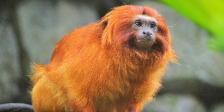 Howler Monkey in the Amazon