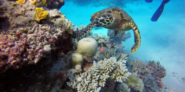 Up close and personal with a turtle in the Great Barrier Reef in Australia.
