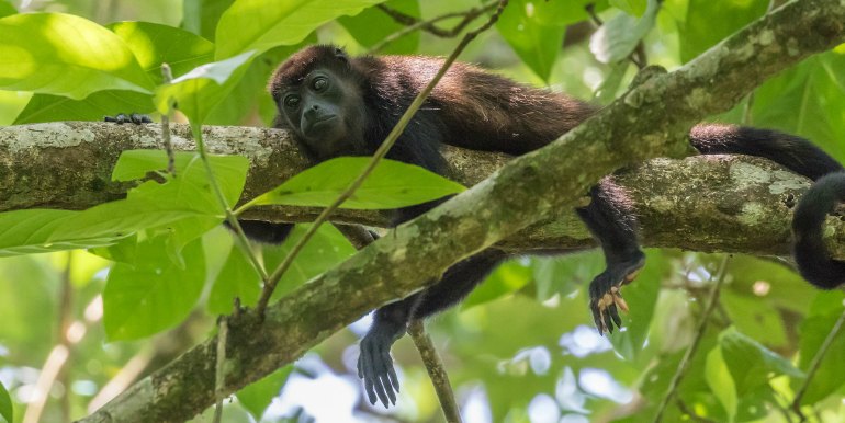 Black monkey in the trees in the Amazon
