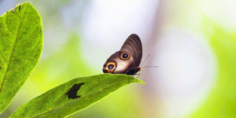 Close up of butterfly in the Amazon