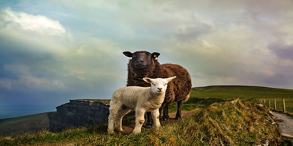 Sheep and a lamb at Cliff of Moher in Liscannor, Ireland.