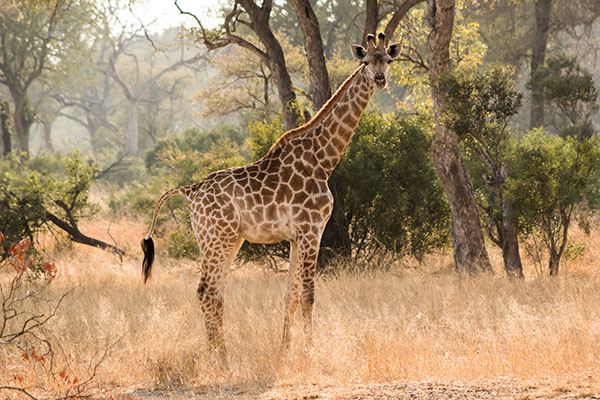 A giraffe found in Kruger National Park, South Africa.