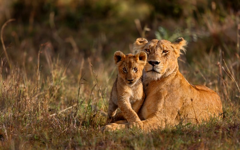 Lioness and Cub in Africa
