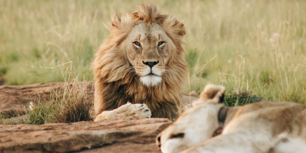 Lion seen on safari.