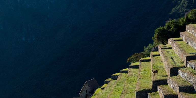 Llama against Machu Picchu steps and mountainside