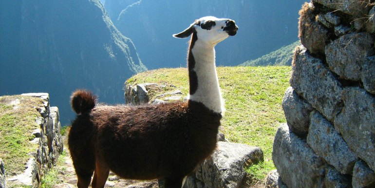 Llama close up at Machu Picchu