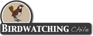 birdwatching chile logo