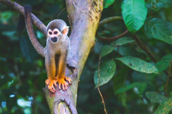 Monkey in Amazon Rainforest