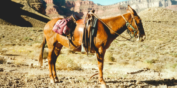 Travelers can ride mules through the Grand Canyon.