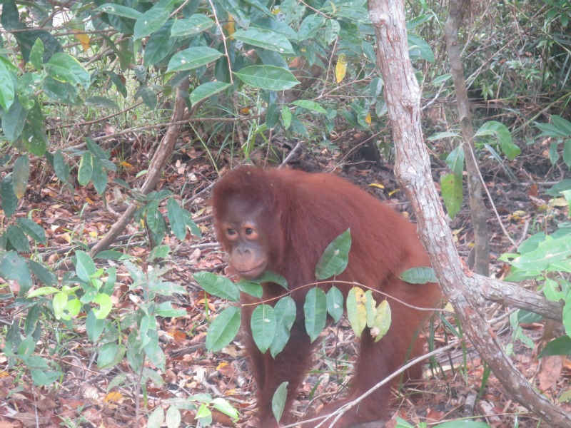 Orangutan baby