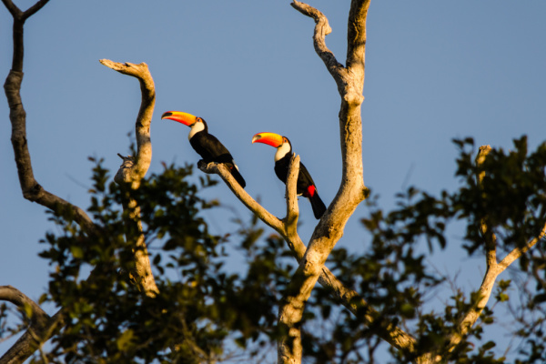 Toucans in Pantanal, Brazil.