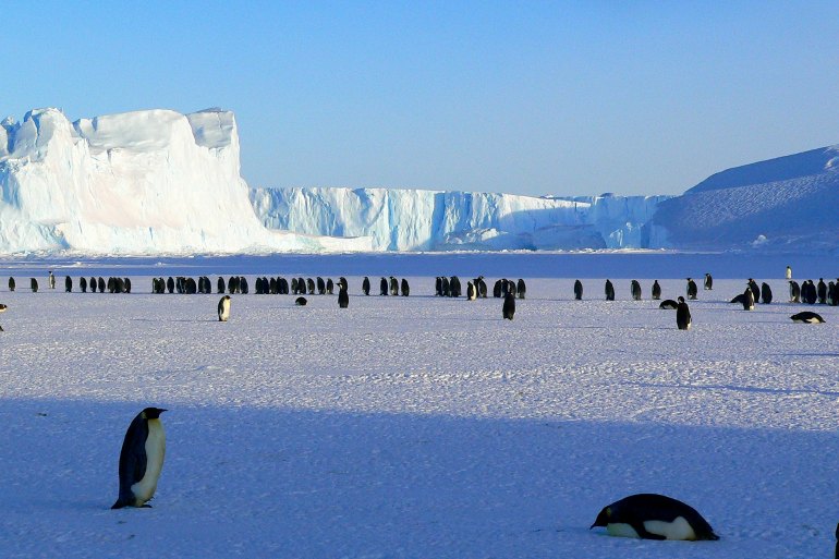 Penguins on Antarctic desert