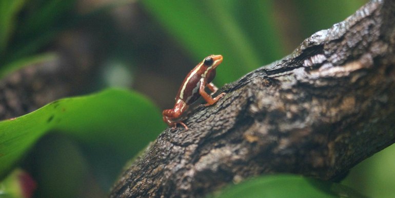 Poison Dart Frog in the Amazon