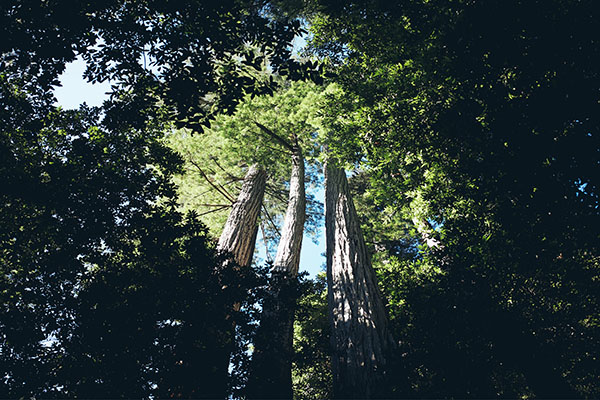 Tall trees found in Redwood National Park located in the United States.