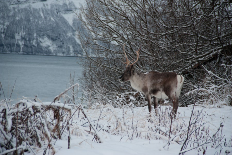 reindeer-in-norwegian-nature
