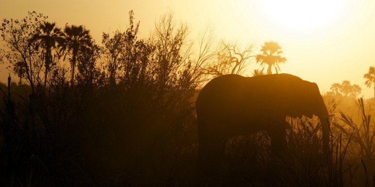 Elephant at dusk in Africa