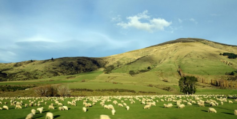 Sheep in pasture in New Zealand