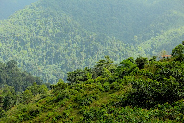 view of the rainforest in colombia