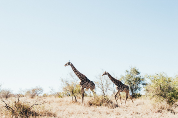 Kruger National Park, South Africa.