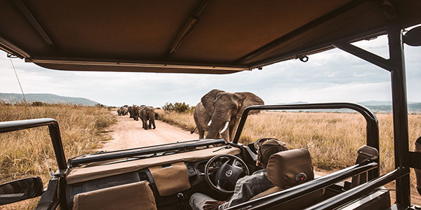 A sighting of elephants during a safari in South Africa.