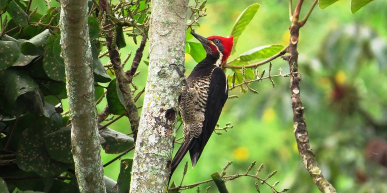 Woodpecker in forest