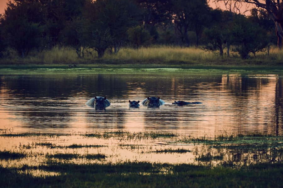 hippos-in-pond-in-zimbabwe