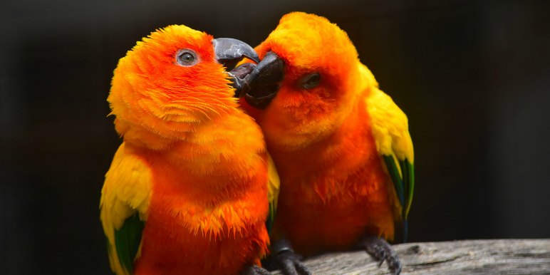 Parrots in the tropics