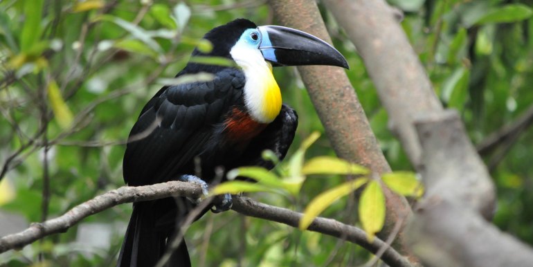 Toucan in the trees of the Amazon
