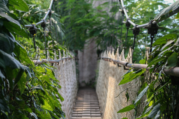 Travelers can explore vine bridges.
