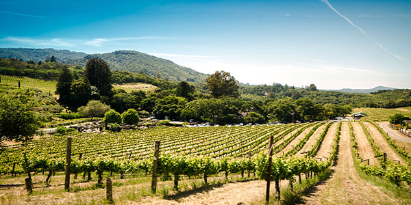 Exploring beautiful vineyards is a common activity with InquisiTours.