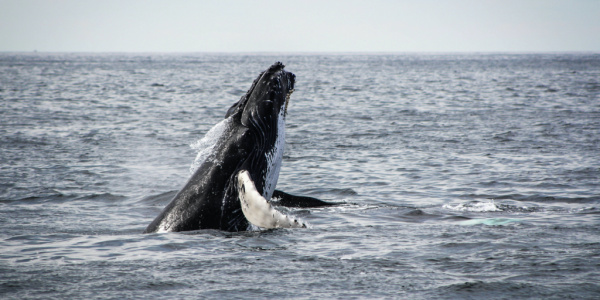 Whale watching is an activity travelers can participate in when traveling the Saint Lawrence River.