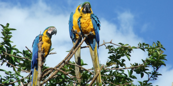 Bird watching in Venezuela.