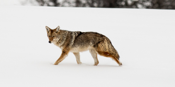 A coyote in the snow in Yellowstone National Park.