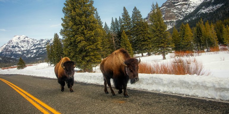 Buffalo on the road in Yellowstone National Park